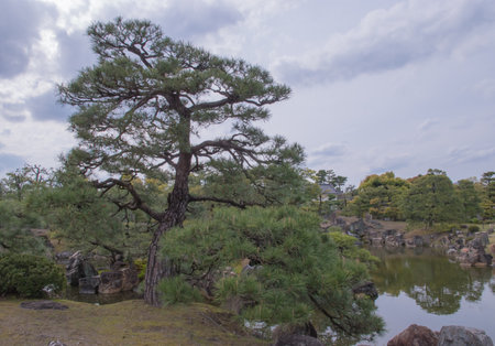 The castle gardens feature landscaped ponds, stone arrangements, and cherry trees, blending tsukiyama and karesansui styles to create seasonal beauty and meditative tranquility.の写真素材