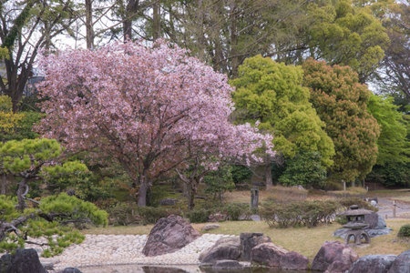 The castle gardens feature landscaped ponds, stone arrangements, and cherry trees, blending tsukiyama and karesansui styles to create seasonal beauty and meditative tranquility.の写真素材