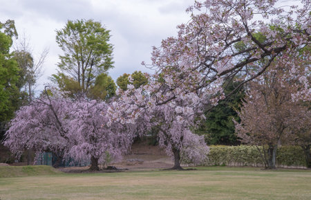 The castle gardens feature landscaped ponds, stone arrangements, and cherry trees, blending tsukiyama and karesansui styles to create seasonal beauty and meditative tranquility.の写真素材