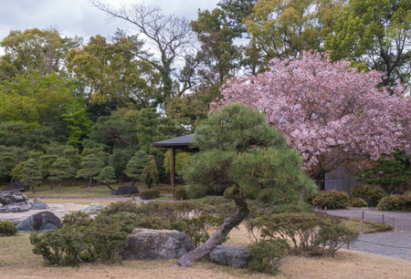 The castle gardens feature landscaped ponds, stone arrangements, and cherry trees, blending tsukiyama and karesansui styles to create seasonal beauty and meditative tranquility.の写真素材