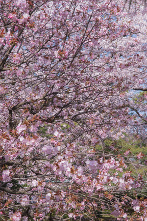 The cherry blossom is celebrated with "hanami" picnics under the cherry trees, symbolizing renewal and the fleeting nature of life.の写真素材