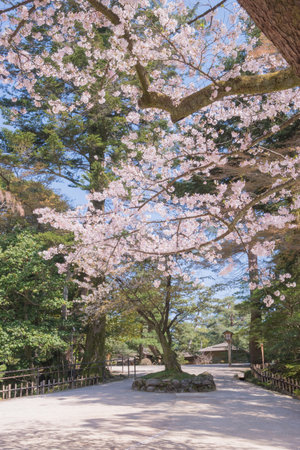 The cherry blossom is celebrated with "hanami" picnics under the cherry trees, symbolizing renewal and the fleeting nature of life.の写真素材