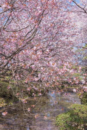The cherry blossom is celebrated with "hanami" picnics under the cherry trees, symbolizing renewal and the fleeting nature of life.の写真素材