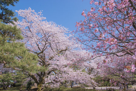 The cherry blossom is celebrated with "hanami" picnics under the cherry trees, symbolizing renewal and the fleeting nature of life.の写真素材