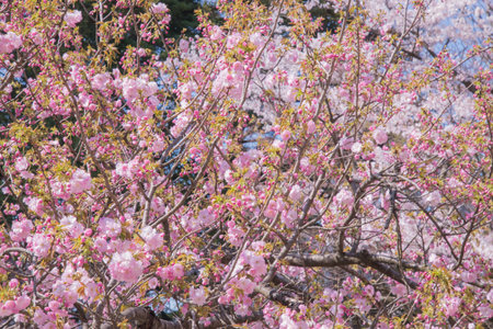 The cherry blossom is celebrated with "hanami" picnics under the cherry trees, symbolizing renewal and the fleeting nature of life.の写真素材