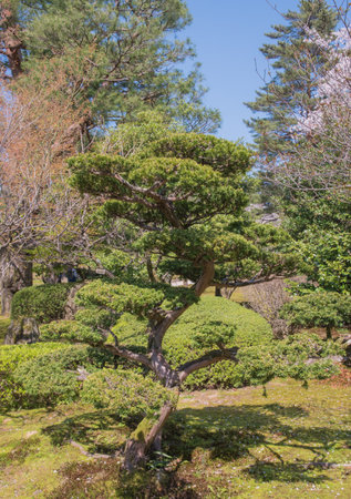 Japanese gardens have their roots in the national religion of Shinto.の写真素材