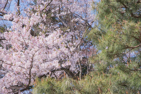 The cherry blossom is celebrated with "hanami" picnics under the cherry trees, symbolizing renewal and the fleeting nature of life.の写真素材