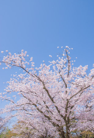 The cherry blossom is celebrated with "hanami" picnics under the cherry trees, symbolizing renewal and the fleeting nature of life.の写真素材