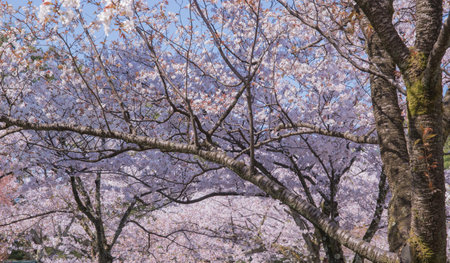 The cherry blossom is celebrated with "hanami" picnics under the cherry trees, symbolizing renewal and the fleeting nature of life.の写真素材