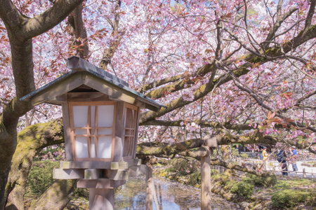 Japanese lanterns are traditional lighting devices made from materials like paper, silk, or metal, often framed with bamboo or wood. They are used for both indoor and outdoor decoration, creating a warm, ambient glow in various settings.の写真素材