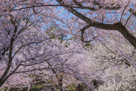 The cherry blossom is celebrated with "hanami" picnics under the cherry trees, symbolizing renewal and the fleeting nature of life.の写真素材
