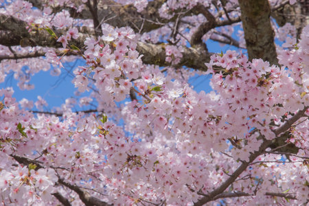 The cherry blossom is celebrated with "hanami" picnics under the cherry trees, symbolizing renewal and the fleeting nature of life.の写真素材