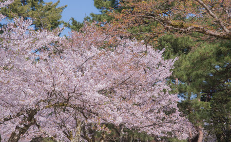 The cherry blossom is celebrated with "hanami" picnics under the cherry trees, symbolizing renewal and the fleeting nature of life.の写真素材