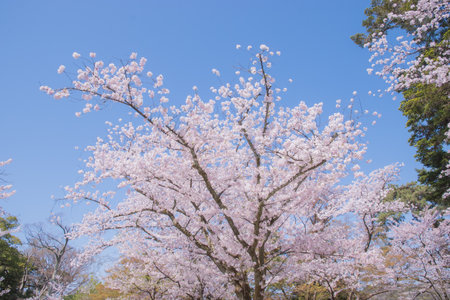 The cherry blossom is celebrated with "hanami" picnics under the cherry trees, symbolizing renewal and the fleeting nature of life.の写真素材