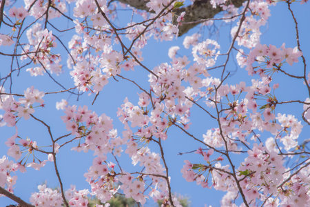 The cherry blossom is celebrated with "hanami" picnics under the cherry trees, symbolizing renewal and the fleeting nature of life.の写真素材