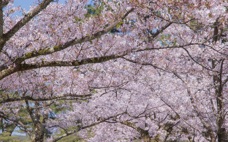 The cherry blossom is celebrated with "hanami" picnics under the cherry trees, symbolizing renewal and the fleeting nature of life.の写真素材