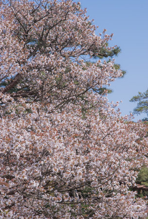 The cherry blossom is celebrated with "hanami" picnics under the cherry trees, symbolizing renewal and the fleeting nature of life.の写真素材