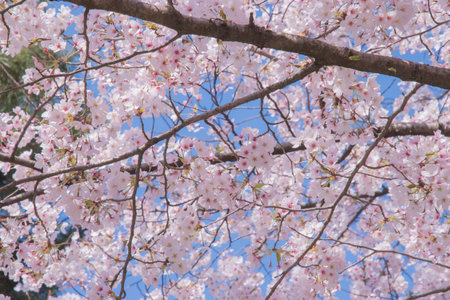 The cherry blossom is celebrated with "hanami" picnics under the cherry trees, symbolizing renewal and the fleeting nature of life.の写真素材
