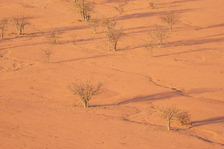 Dry, withered plants in the desert hide a secret vitality. With rainfall, they burst into life, painting the arid land with lush green hues.の写真素材