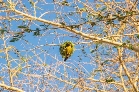 The Southern Masked Weaver is a passerine bird widely distributed in sub-Saharan Africa.の写真素材