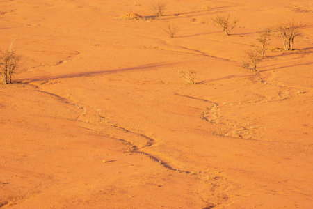 Dry, withered plants in the desert hide a secret vitality. With rainfall, they burst into life, painting the arid land with lush green hues.の写真素材
