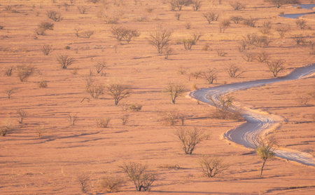 A winding path cuts through the dry desert landscape of Damaraland, dotted with trees. This remote wilderness is a true testament to Namibia's raw beauty.の写真素材