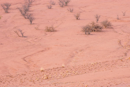 Dry, withered plants in the desert hide a secret vitality. With rainfall, they burst into life, painting the arid land with lush green hues.の写真素材