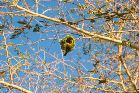 The Southern Masked Weaver is a passerine bird widely distributed in sub-Saharan Africa.の写真素材