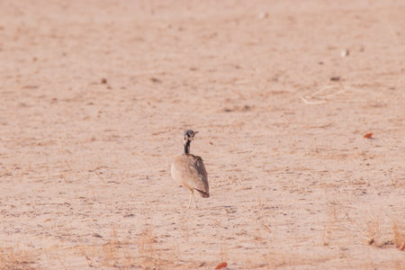 RÃ¼ppell's Korhaan is a terrestrial bird inhabiting arid regions of southwestern Africa. It is adapted to harsh desert environments and known for its camouflaging plumage and loud territorial calls.の写真素材