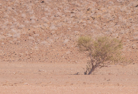 Dry, withered plants in the desert hide a secret vitality. With rainfall, they burst into life, painting the arid land with lush green hues.の写真素材