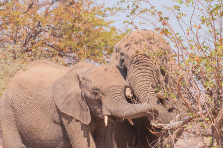 While feeding, the African elephant uses its trunk to pluck leaves and its tusk to tear at branches, which can cause enormous damage to foliageの写真素材