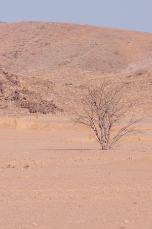 Dry, withered plants in the desert hide a secret vitality. With rainfall, they burst into life, painting the arid land with lush green hues.の写真素材