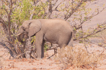 While feeding, the African elephant uses its trunk to pluck leaves and its tusk to tear at branches, which can cause enormous damage to foliageの写真素材