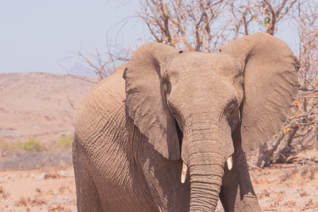 While feeding, the African elephant uses its trunk to pluck leaves and its tusk to tear at branches, which can cause enormous damage to foliageの写真素材