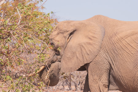 While feeding, the African elephant uses its trunk to pluck leaves and its tusk to tear at branches, which can cause enormous damage to foliageの写真素材