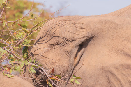 While feeding, the African elephant uses its trunk to pluck leaves and its tusk to tear at branches, which can cause enormous damage to foliageの写真素材