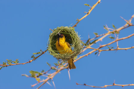 The Southern Masked Weaver is a passerine bird widely distributed in sub-Saharan Africa.の写真素材
