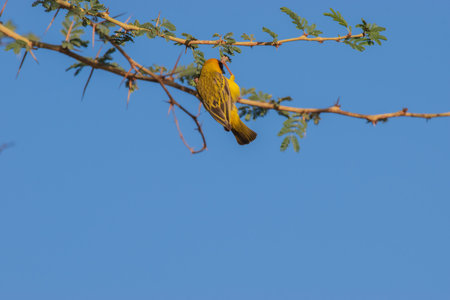 The Southern Masked Weaver is a passerine bird widely distributed in sub-Saharan Africa. It is recognized for its unique ability to construct elaborate, suspended nests using grass and plant fibers.の写真素材