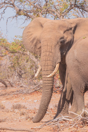 While feeding, the African elephant uses its trunk to pluck leaves and its tusk to tear at branches, which can cause enormous damage to foliageの写真素材