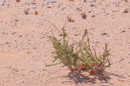 Dry, withered plants in the desert hide a secret vitality. With rainfall, they burst into life, painting the arid land with lush green hues.の写真素材