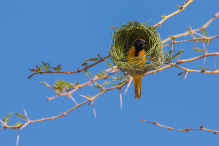The Southern Masked Weaver is a passerine bird widely distributed in sub-Saharan Africa. It is...