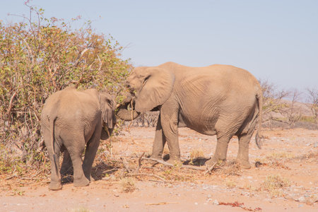 While feeding, the African elephant uses its trunk to pluck leaves and its tusk to tear at branches, which can cause enormous damage to foliageの写真素材