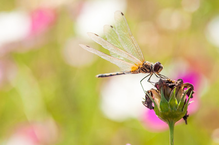 dragonfly on a flower closeupの写真素材