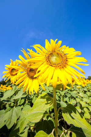 sunflower and the blue skyの写真素材
