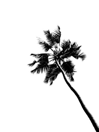 Contour of plamtree isolated on whiteの写真素材