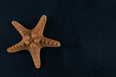 starfish on a dark background, Top view with copy spaseの写真素材