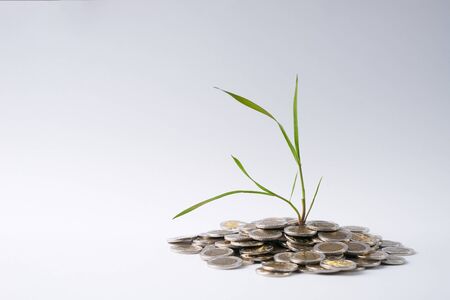 Sprout in soil and gold coins isolated on white background. Finance and business concept. Copy space.の写真素材