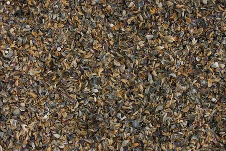 Close-up of Different colorful seashells. Seashell background. Texture of colorful seashells.
