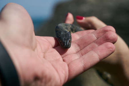 Common viper snake on human hand Caught on a mountain road on a sunny warm spring day with rocks and blue sea in the background.の写真素材