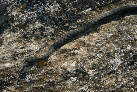 Close up of Big european Non venomous adder snake basking on a mountain road on a sunny warm spring day.の写真素材